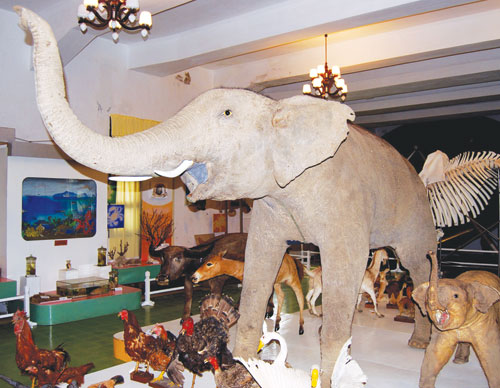 Bảo tàng Sinh thái Động vật Tây Nguyên